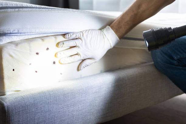 Best Affordable Pest Control Services  in Potosi, MO