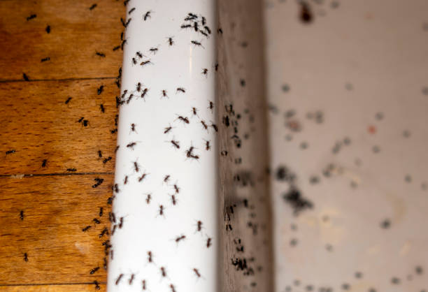 Best Wasp Removal Services  in Potosi, MO